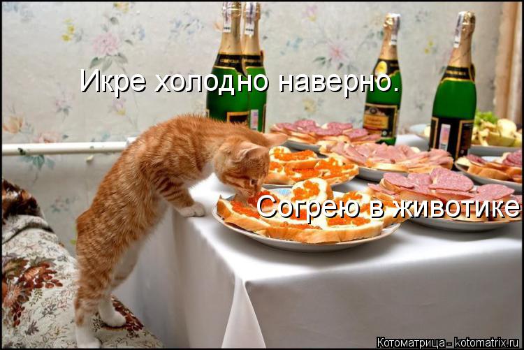 Котоматрица: Икре холодно наверно. Согрею в животике!