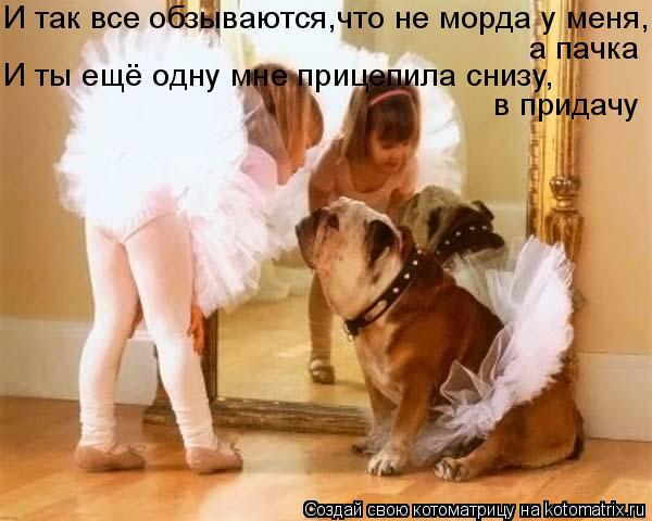 Котоматрица: И так все обзываются,что не морда у меня, а пачка И ты ещё одну мне прицепила снизу, в придачу