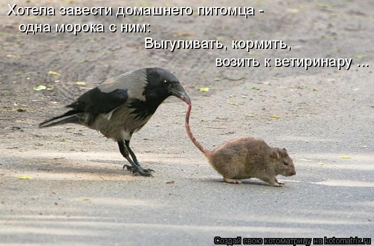 Котоматрица: Хотела завести домашнего питомца - одна морока с ним: Выгуливать, кормить,  возить к ветиринару ...