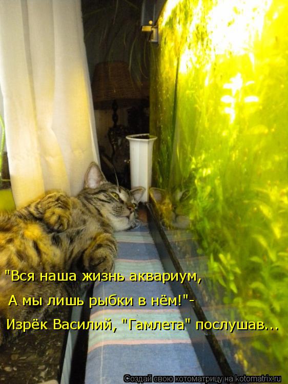Котоматрица: А мы лишь рыбки в нём!"- Изрёк Василий, "Гамлета" послушав... "Вся наша жизнь аквариум,