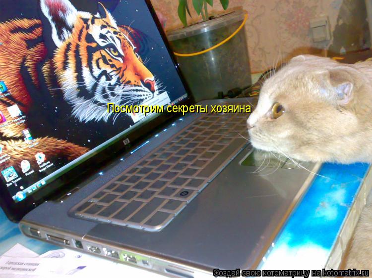 Котоматрица: Посмотрим секреты хозяина