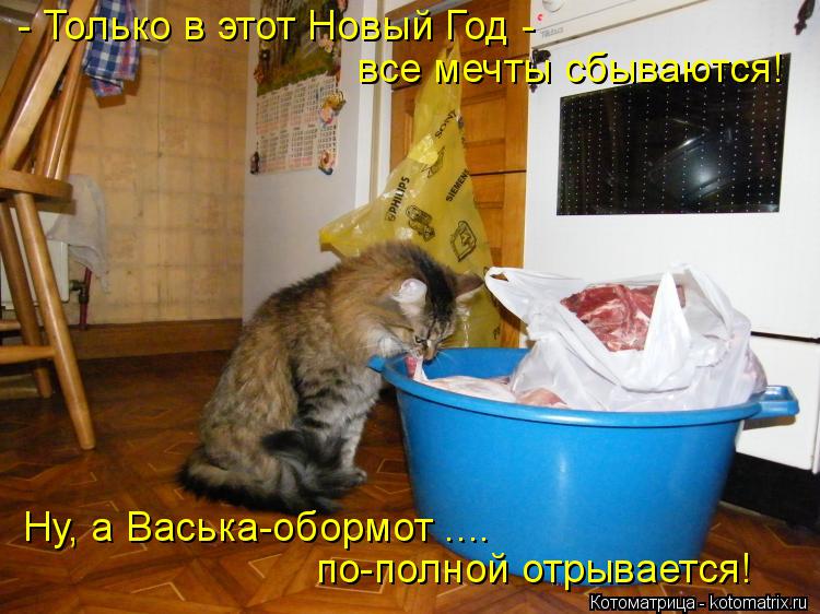 Котоматрица: - Только в этот Новый Год - все мечты сбываются! Ну, а Васька-обормот .... по-полной отрывается!