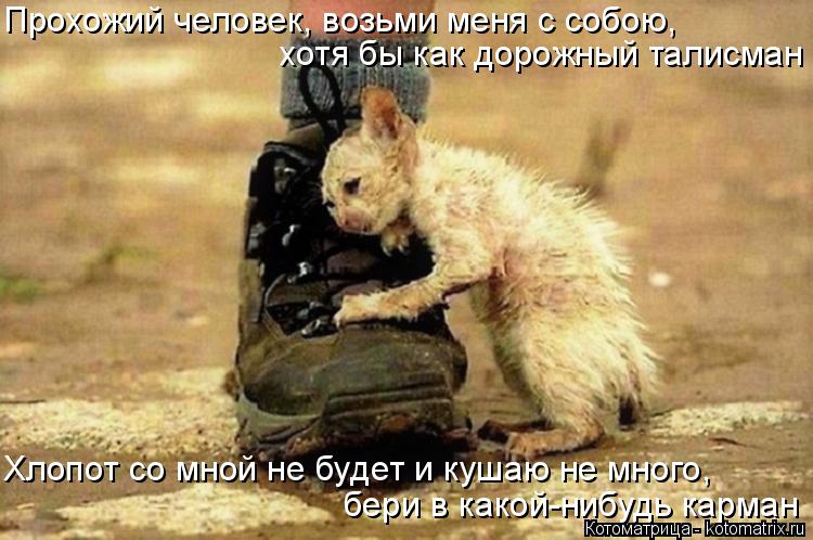 Котоматрица: Прохожий человек, возьми меня с собою, хотя бы как дорожный талисман Хлопот со мной не будет и кушаю не много, бери в какой-нибудь карман