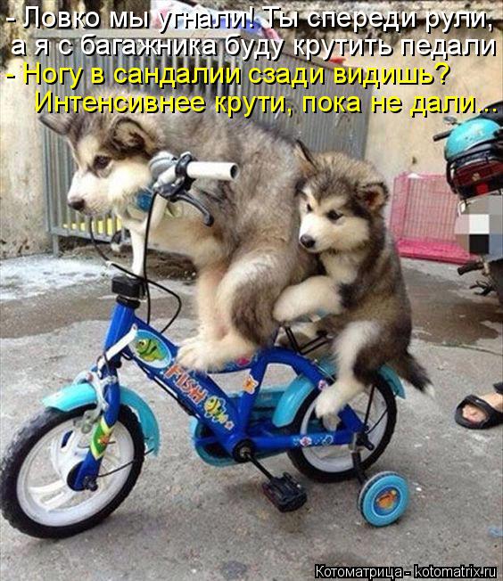 Котоматрица: а я с багажника буду крутить педали - Ногу в сандалии сзади видишь? Интенсивнее крути, пока не дали... - Ловко мы угнали! Ты спереди рули,