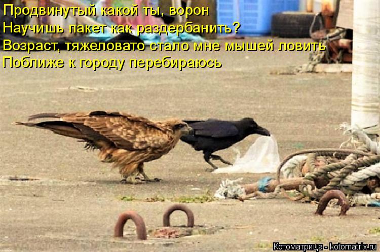 Котоматрица: Продвинутый какой ты, ворон Научишь пакет как раздербанить? Возраст, тяжеловато стало мне мышей ловить Поближе к городу перебираюсь