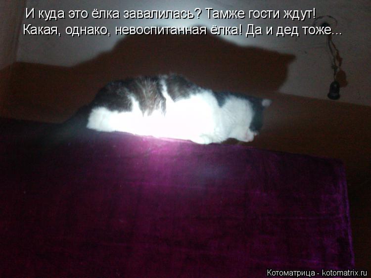 Котоматрица: И куда это ёлка завалилась? Тамже гости ждут! Какая, однако, невоспитанная ёлка! Да и дед тоже...