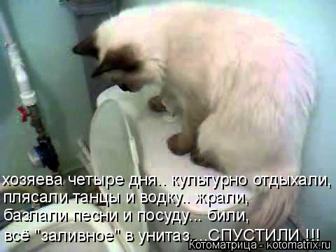 Котоматрица: хозяева четыре дня.. культурно отдыхали, плясали танцы и водку.. жрали, базлали песни и посуду... били, всё "заливное" в унитаз....СПУСТИЛИ !!!