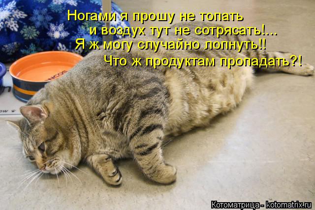 Котоматрица: Ногами я прошу не топать и воздух тут не сотрясать!... Я ж могу случайно лопнуть!! Что ж продуктам пропадать?!