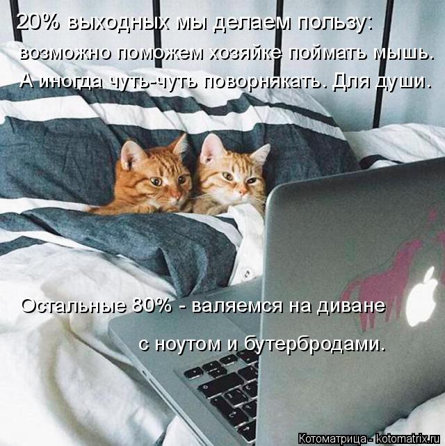 Котоматрица: 20% выходных мы делаем пользу: возможно поможем хозяйке поймать мышь. А иногда чуть-чуть поворнякать. Для души. Остальные 80% - валяемся на дива