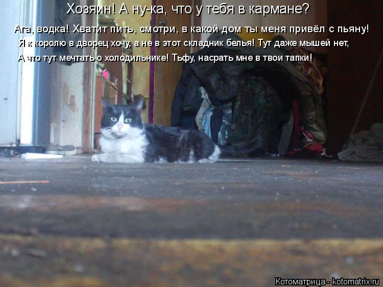 Котоматрица: Хозяин! А ну-ка, что у тебя в кармане? Ага, водка! Хватит пить, смотри, в какой дом ты меня привёл с пьяну! Я к королю в дворец хочу, а не в этот ск