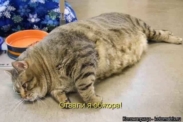 Котоматрица: Отвали я обжора!