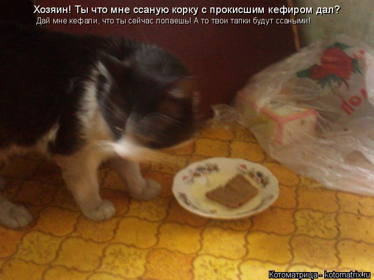 Котоматрица: Хозяин! Ты что мне ссаную корку с прокисшим кефиром дал?  Дай мне кефали, что ты сейчас лопаешь! А то твои тапки будут ссаными!