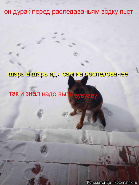 Котоматрица: он дурак перед раследаваньям водку пьет  шарь а шарь иди сам на роследованее так и знал надо выть  вувуаву