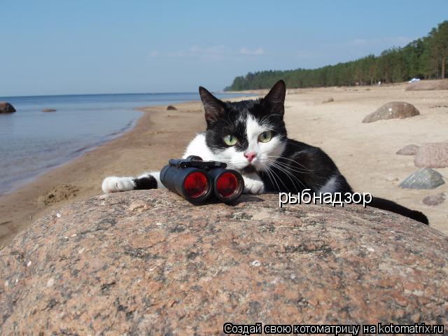 Котоматрица: рыбнадзор