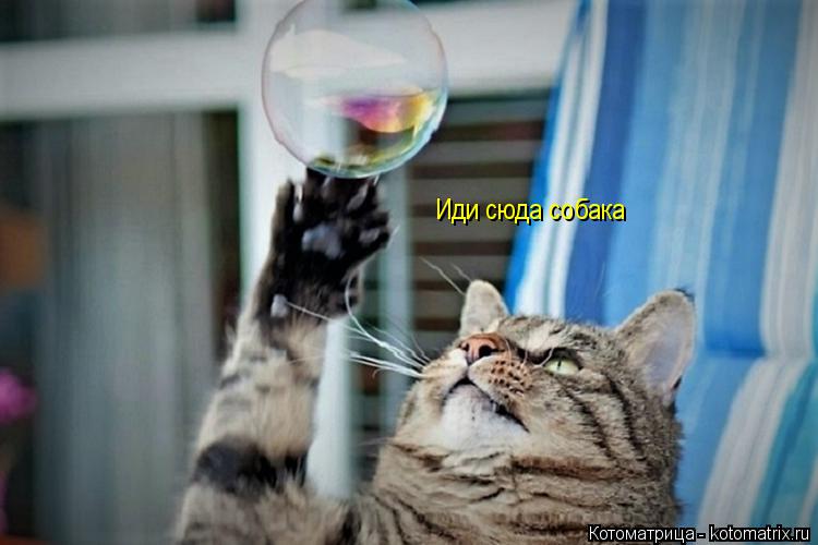 Котоматрица: Иди сюда собака