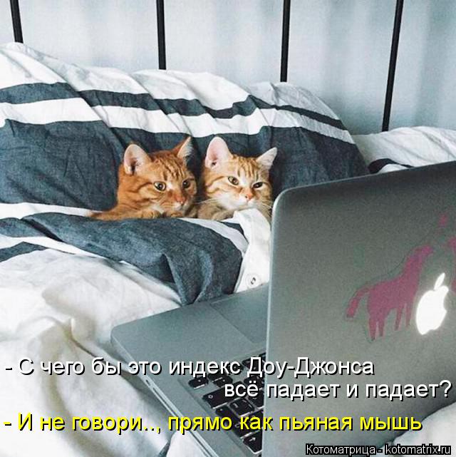 Котоматрица: - С чего бы это индекс Доу-Джонса всё падает и падает? - И не говори.., прямо как пьяная мышь