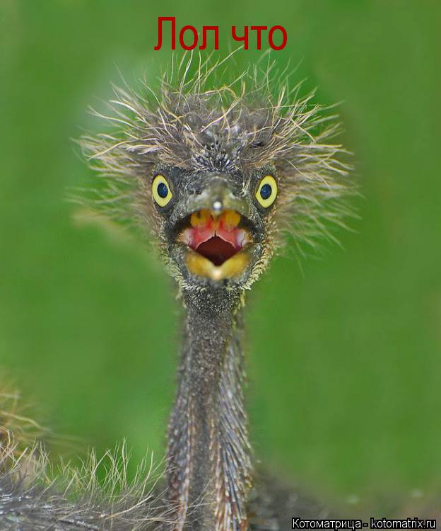 Котоматрица: Лол что