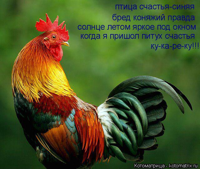 Котоматрица: птица счастья-синяя  бред коняжий правда  солнце летом яркое под окном    когда я пришол питух счастья    ку-ка-ре-ку!!!