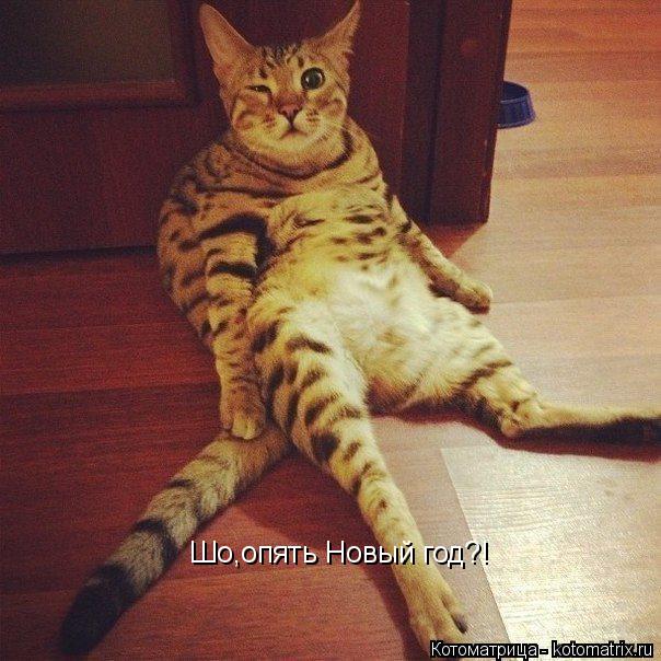 Котоматрица: Шо,опять Новый год?!