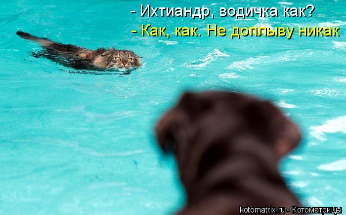Котоматрица: - Ихтиандр, водичка как? - Как, как. Не доплыву никак