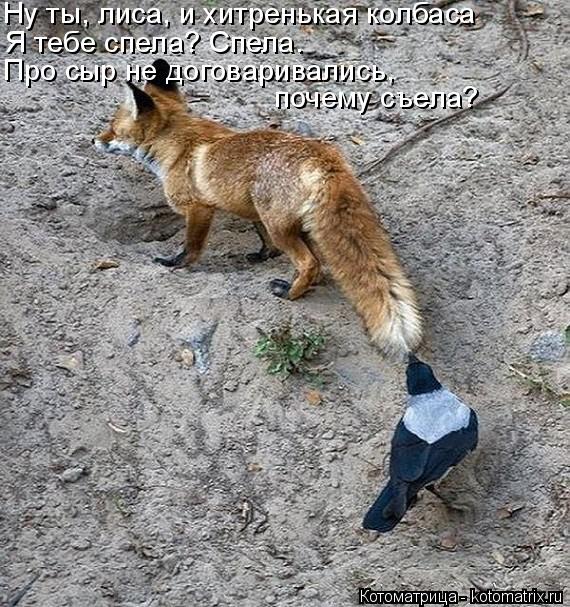 Котоматрица: Ну ты, лиса, и хитренькая колбаса Я тебе спела? Спела. Про сыр не договаривались, почему съела?