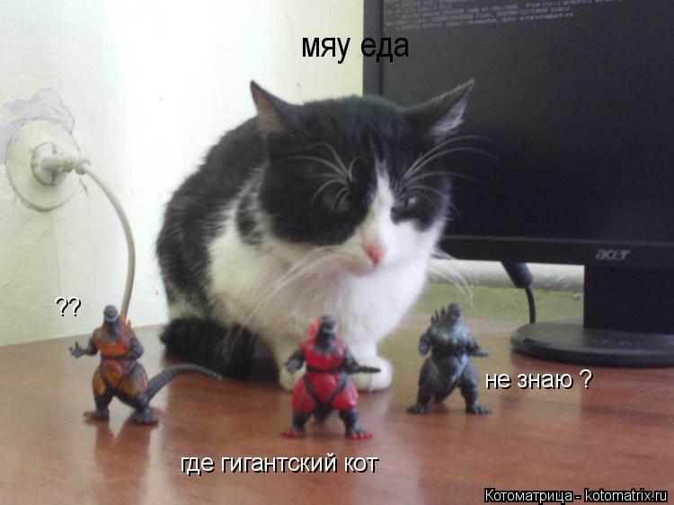 Котоматрица: где гигантский кот не знаю ? ?? мяу еда