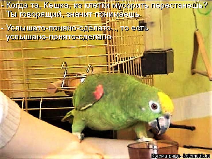 Котоматрица: - Когда та, Кешка, из клетки мусорить перестанешь? Ты говорящий, значит понимаешь - Услышато-поняно-сделато.., то есть услышано-понято-сделано