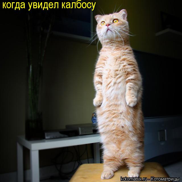 Котоматрица: когда увидел калбосу