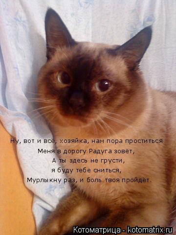 Котоматрица: Ну, вот и всё, хозяйка, нам пора проститься  Меня в дорогу Радуга зовёт,  А ты здесь не грусти,  я буду тебе сниться,  Мурлыкну раз, и боль твоя п