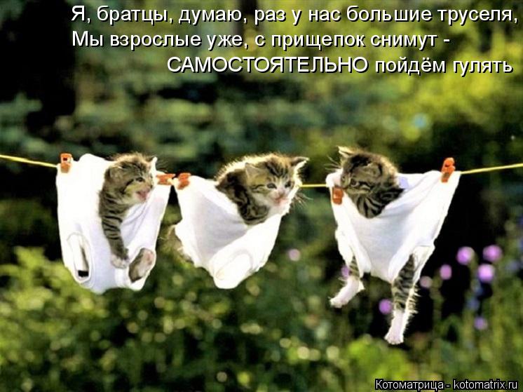 Котоматрица: Я, братцы, думаю, раз у нас большие труселя, Мы взрослые уже, с прищепок снимут - САМОСТОЯТЕЛЬНО пойдём гулять
