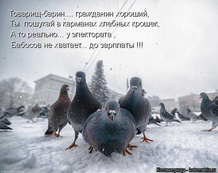Котоматрица: Товарищ-барин.... гражданин хороший, Ты  пошукай в карманах хлебных крошек, А то реально... у электората , Бабосов не хватает... до зарплаты !!!