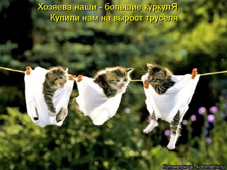 Хозяева наши - большие куркулЯ Купили нам на вырост труселя... Котоматрица: Хозяева наши - большие куркулЯ Купили нам на вырост труселя