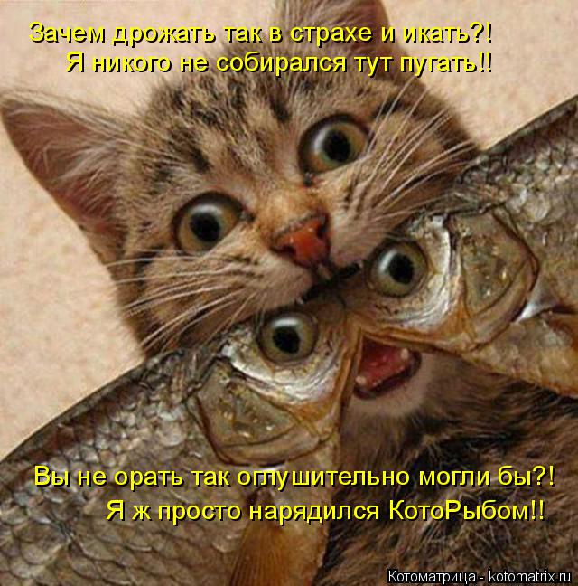 Зачем дрожать так в страхе и икать?! Я никого не собирался тут пугать!! Вы не орать так оглушительно ... Котоматрица: Зачем дрожать так в страхе и икать?! Я никого не собирался тут пугать!! Вы не орать так оглушительно могли бы?! Я ж просто нарядился КотоРыбом!