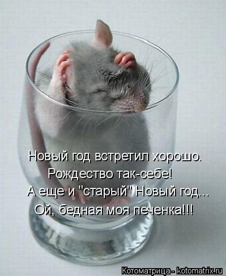 Новый год встретил хорошо. Рождество так-себе! А еще и "старый" Новый год... Ой, бедная моя печенка!!... Котоматрица: Новый год встретил хорошо. Рождество так-себе! А еще и "старый" Новый год... Ой, бедная моя печенка!!!