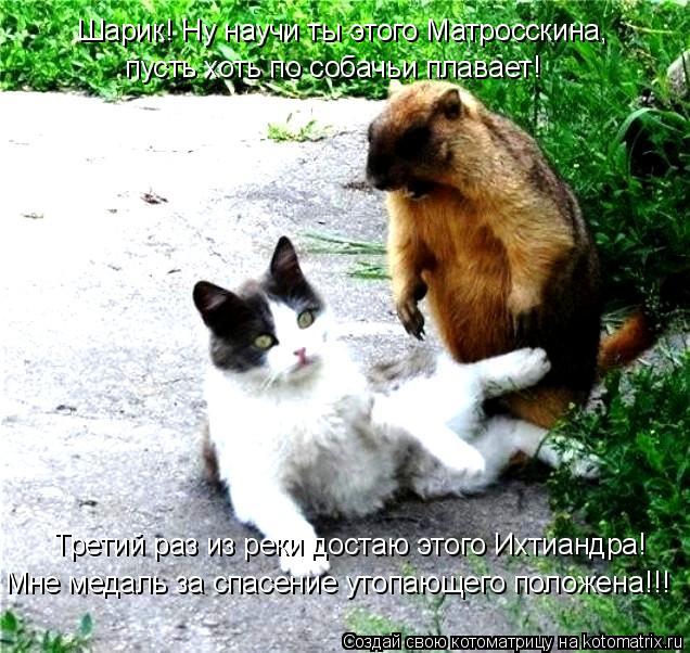 Шарик! Ну научи ты этого Матросскина, пусть хоть по собачьи плавает! Третий раз из реки достаю этого ... Котоматрица: Шарик! Ну научи ты этого Матросскина, пусть хоть по собачьи плавает! Третий раз из реки достаю этого Ихтиандра! Мне медаль за спасение утопа