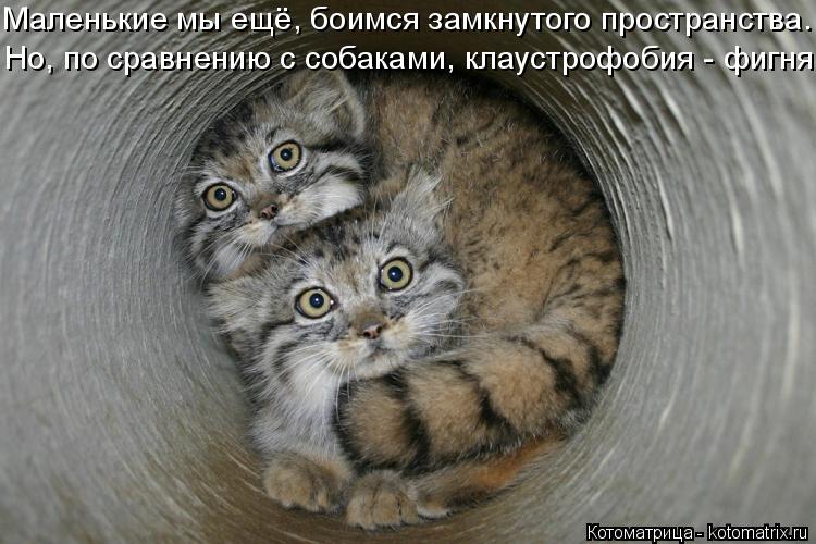 Маленькие мы ещё, боимся замкнутого пространства. Но, по сравнению с собаками, клаустрофобия - фигня... Котоматрица: Маленькие мы ещё, боимся замкнутого пространства. Но, по сравнению с собаками, клаустрофобия - фигня