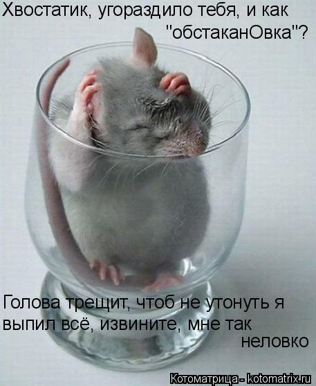 Хвостатик, угораздило тебя, и как "обстаканОвка"? Голова трещит, чтоб не утонуть я выпил всё, извинит... Котоматрица: Хвостатик, угораздило тебя, и как "обстаканОвка"? Голова трещит, чтоб не утонуть я выпил всё, извините, мне так неловко