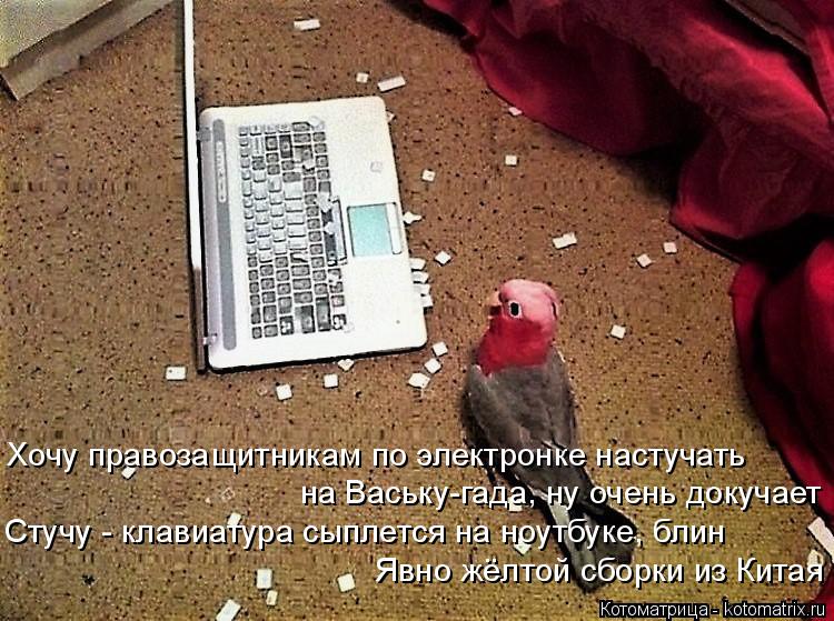 Хочу правозащитникам по электронке настучать на Ваську-гада, ну очень докучает Стучу - клавиатура сып... Котоматрица: Хочу правозащитникам по электронке настучать на Ваську-гада, ну очень докучает Стучу - клавиатура сыплется на ноутбуке, блин Явно жёлтой сб