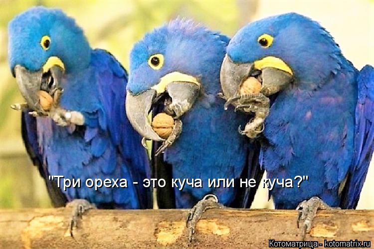 "Три ореха - это куча или не куча?"... Котоматрица: "Три ореха - это куча или не куча?"