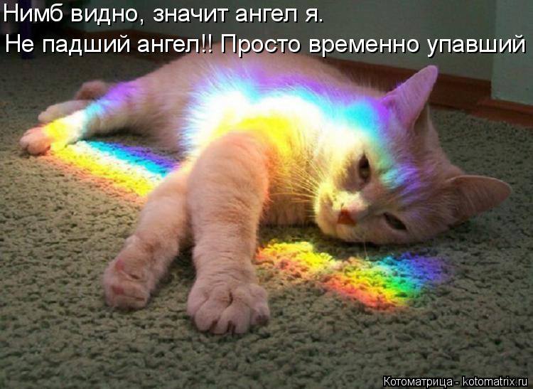 Нимб видно, значит ангел я. Не падший ангел!! Просто временно упавший... Котоматрица: Нимб видно, значит ангел я. Не падший ангел!! Просто временно упавший