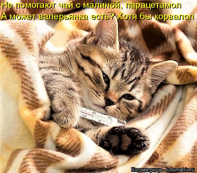 Не помогают чай с малиной, парацетамол А может валерьянка есть? Хотя бы корвалол... Котоматрица: Не помогают чай с малиной, парацетамол А может валерьянка есть? Хотя бы корвалол