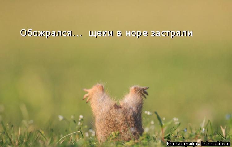 Обожрался... щеки в норе застряли... Котоматрица: Обожрался... щеки в норе застряли