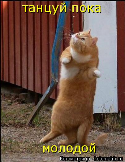 танцуй пока молодой... Котоматрица: танцуй пока молодой