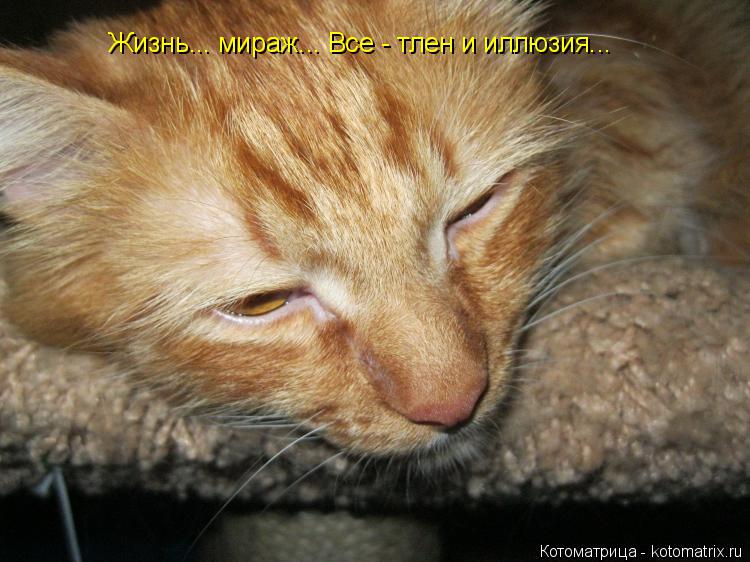 Жизнь... мираж... Все - тлен и иллюзия...... Котоматрица: Жизнь... мираж... Все - тлен и иллюзия...