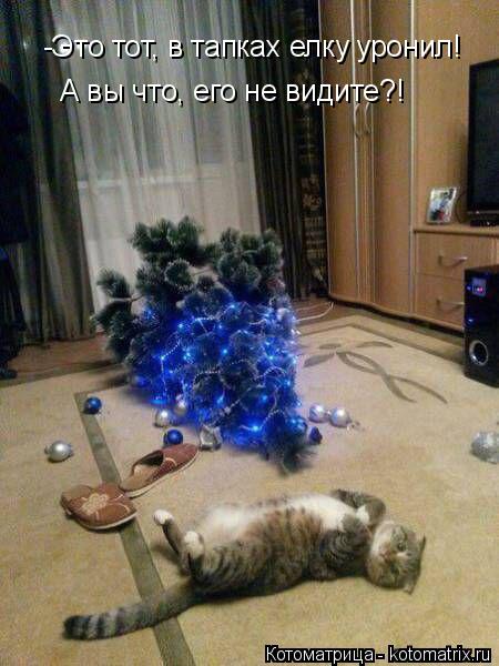 -Это тот, в тапках елку уронил! А вы что, его не видите?!... Котоматрица: -Это тот, в тапках елку уронил! А вы что, его не видите?!