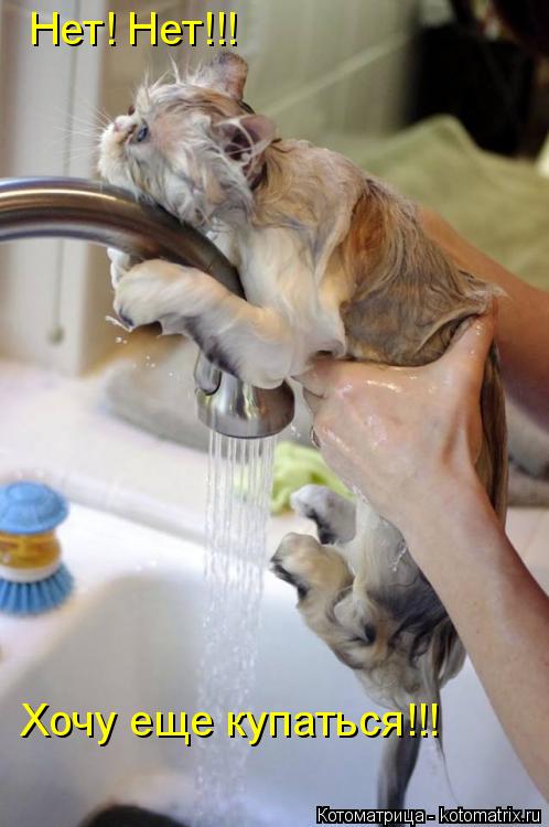 Нет! Нет!!! Хочу еще купаться!!!... Котоматрица: Нет! Нет!!! Хочу еще купаться!!!