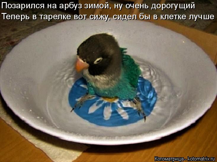Позарился на арбуз зимой, ну очень дорогущий Теперь в тарелке вот сижу, сидел бы в клетке лучше... Котоматрица: Позарился на арбуз зимой, ну очень дорогущий Теперь в тарелке вот сижу, сидел бы в клетке лучше