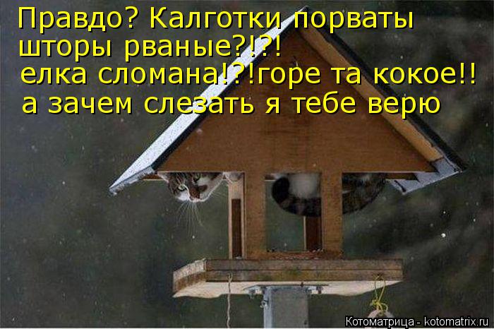 Правдо? Калготки порваты шторы рваные?!?! елка сломана!?!горе та кокое!! а зачем слезать я тебе ве... Котоматрица: Правдо? Калготки порваты шторы рваные?!?! елка сломана!?!горе та кокое!! а зачем слезать я тебе верю