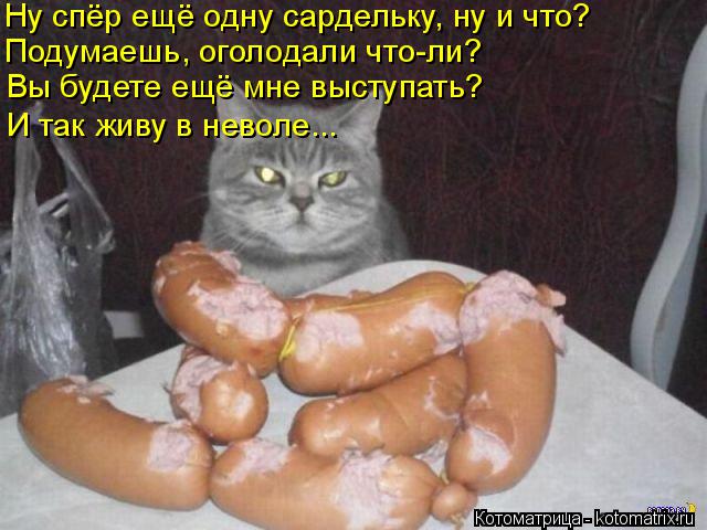 Ну спёр ещё одну сардельку, ну и что? Подумаешь, оголодали что-ли? Вы будете ещё мне выступать? И так... Котоматрица: Ну спёр ещё одну сардельку, ну и что? Подумаешь, оголодали что-ли? Вы будете ещё мне выступать? И так живу в неволе...