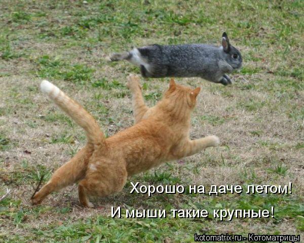 Хорошо на даче летом! И мыши такие крупные!... Котоматрица: Хорошо на даче летом! И мыши такие крупные!